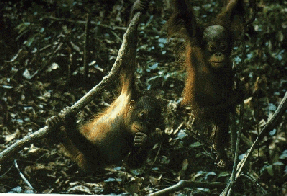 De jeunes orangs-outans